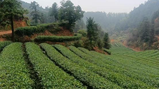背后的乡村振兴答卷株洲醴陵：一杯清茶(图3)
