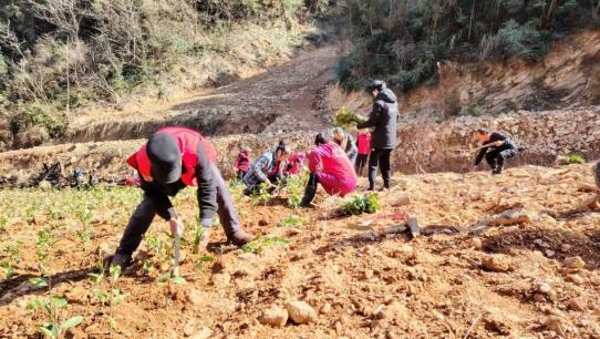 背后的乡村振兴答卷株洲醴陵：一杯清茶(图2)